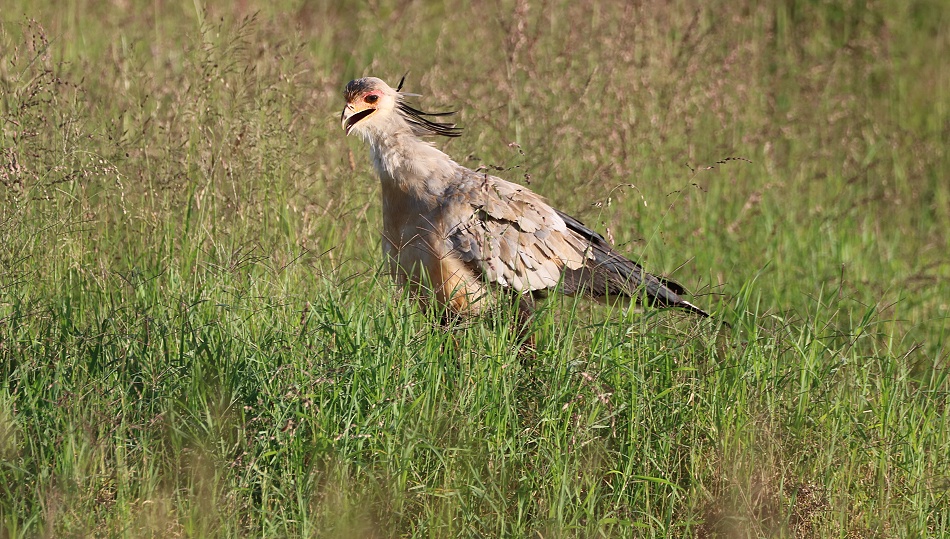 Sekret&auml;r