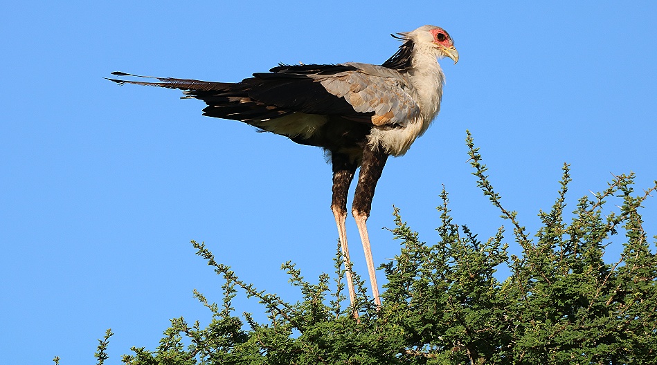 Sekret&auml;r
