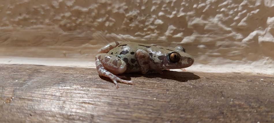 Senegal Rennfrosch am Banda
