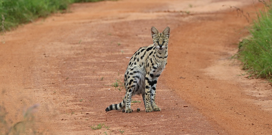 Serval auf der Piste