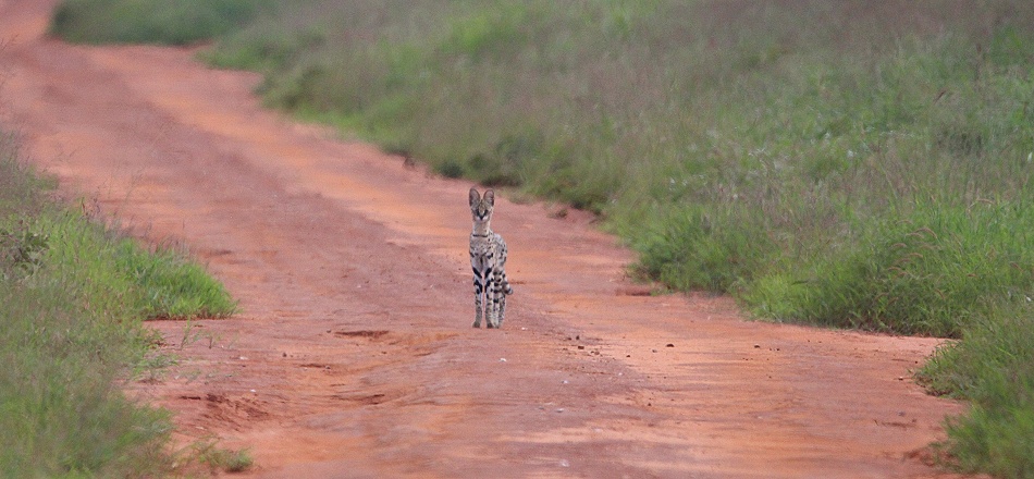 Serval