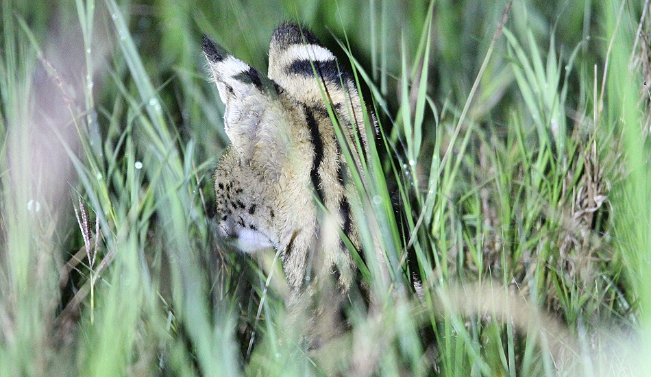 Night Game Drive, Serval
