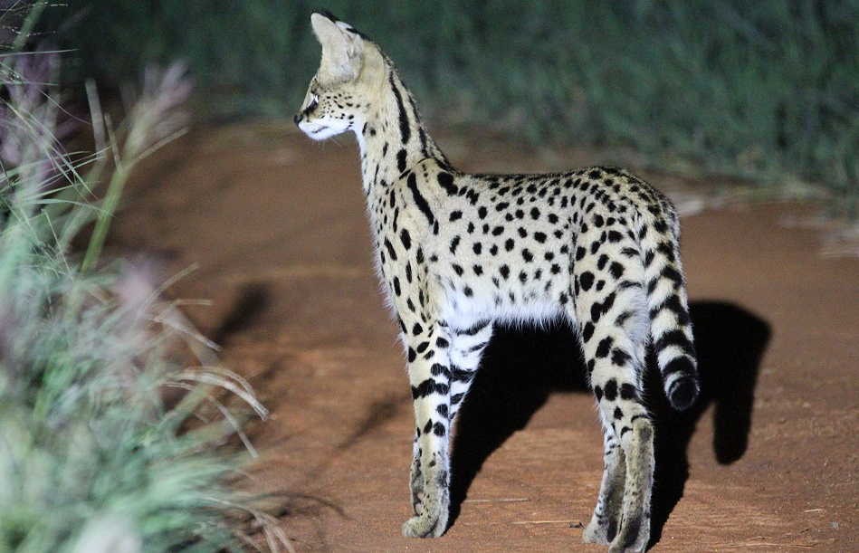 Night Game Drive, Serval