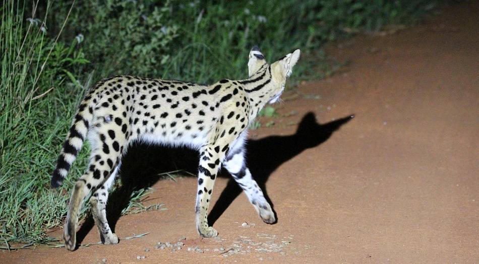 Night Game Drive, Serval