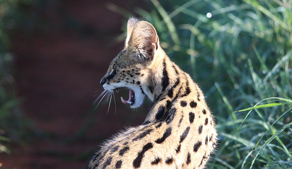 Serval Katze im Lumo Conserva