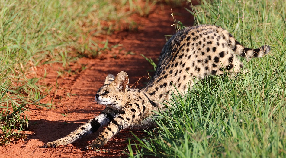 Serval Katze im Lumo Conserva