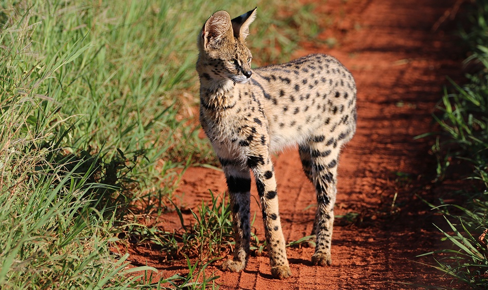 Serval Katze im Lumo Conserva