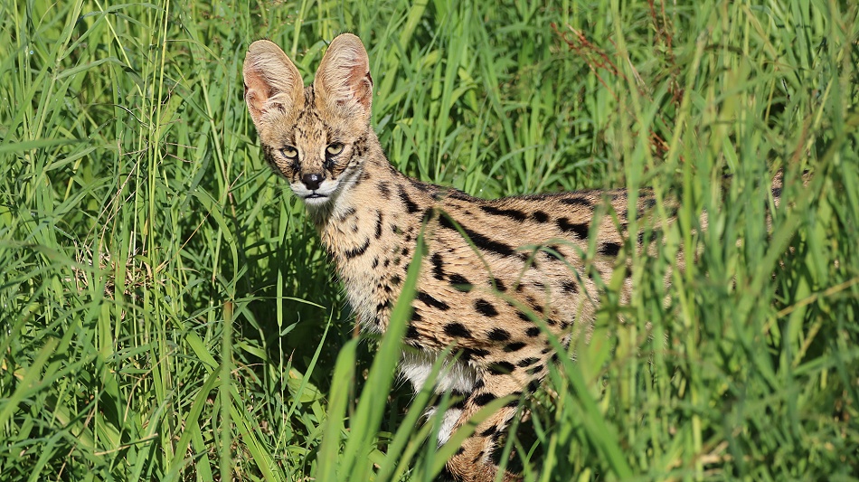 Serval Katze im Lumo Conserva