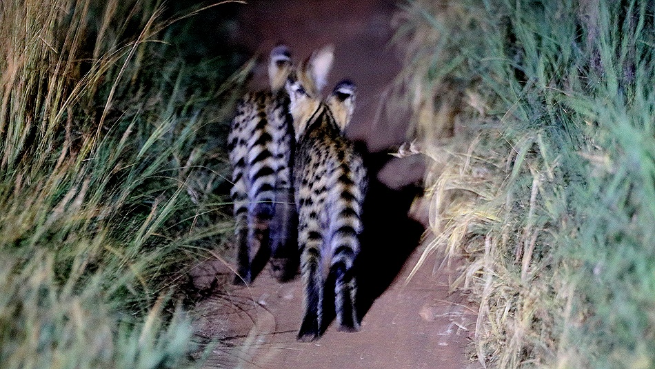 Night Game Drive, junge Servale - Lumo Conservancy