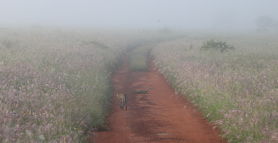Serval im Mogennebel