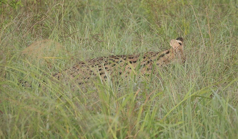 jagender Serval, Lumo Conservancy