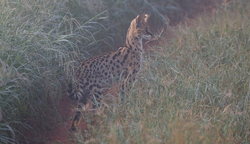 Serval im Mogennebel