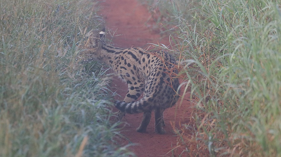 Serval im Mogennebel