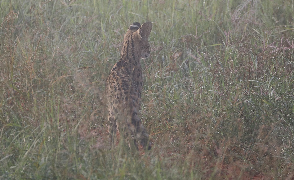 Serval im Mogennebel