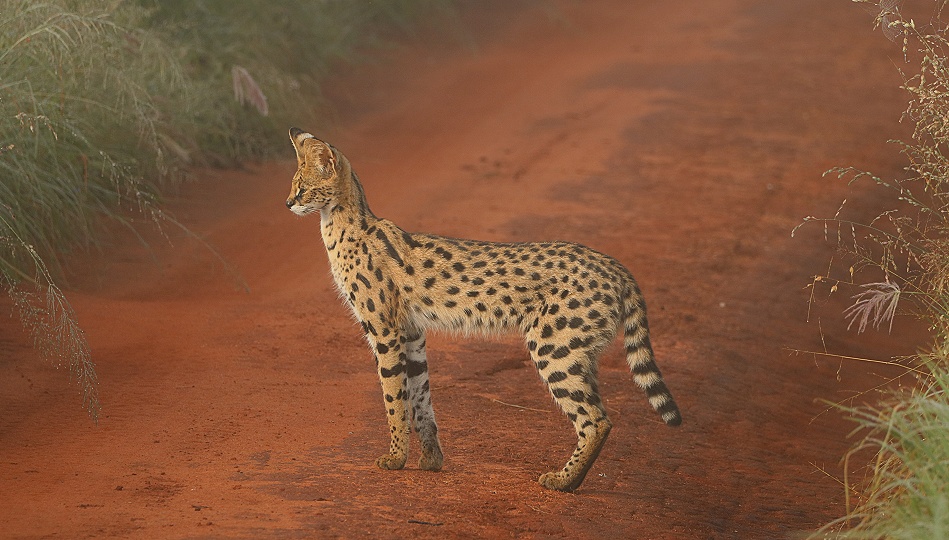 Serval im Mogennebel