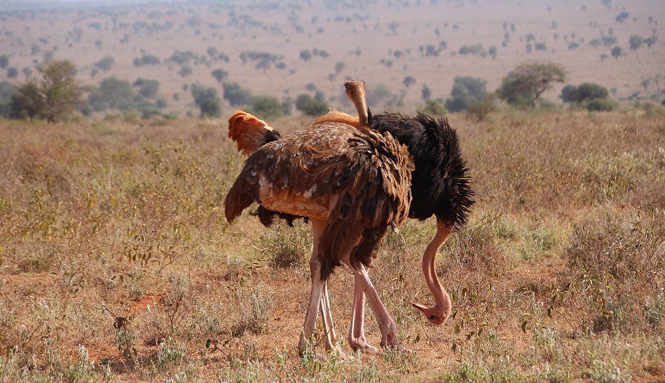 Masai Strau&szlig;e