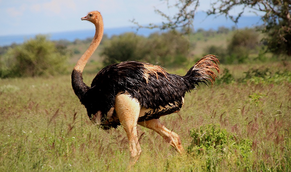 Masai Strau&szlig;