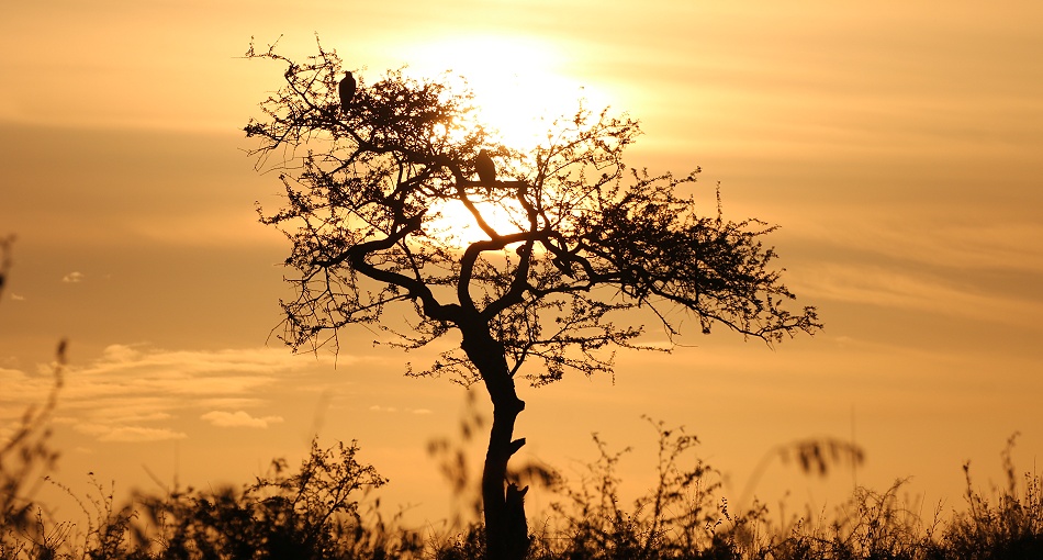 Sonnenaufgang im Lumo Conservancy