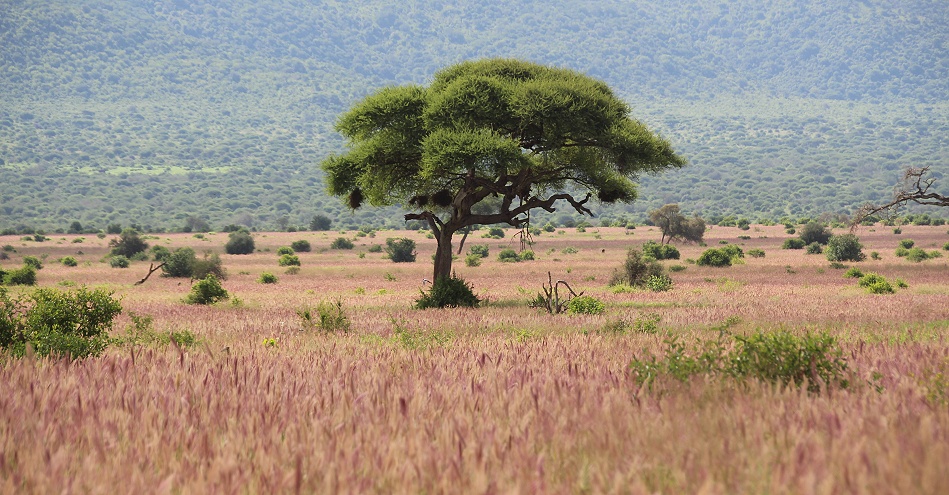 bl&uuml;hendes Gras im Taita Hills Reservat