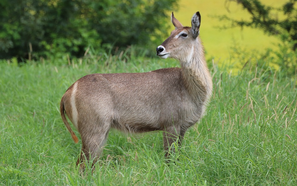 Defassa Wasserbock Weibchen