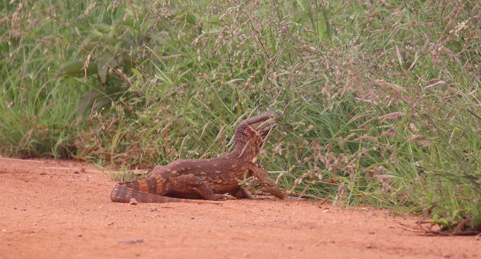 Weisskehlwaran im Lumo Conservancy