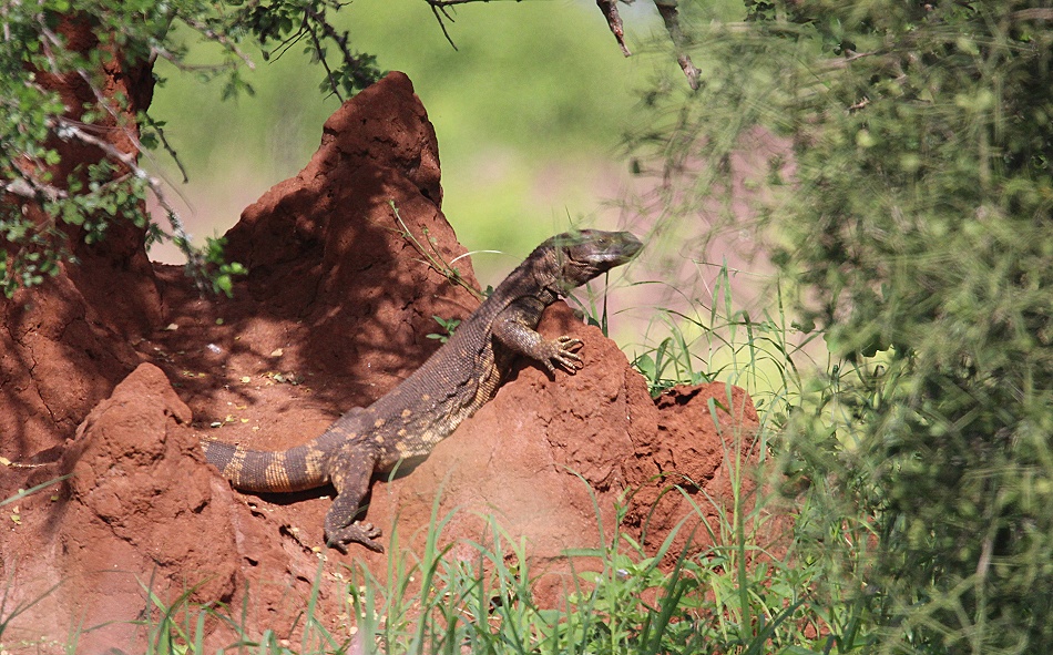 Weisskehlwaran im Lumo Conservancy