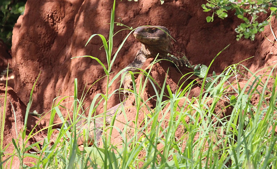 Weisskehlwaran im Lumo Conservancy