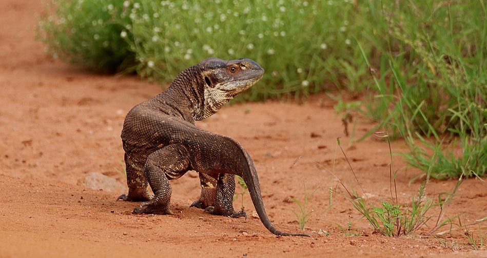 Weisskehlwaran im Lumo Conservancy