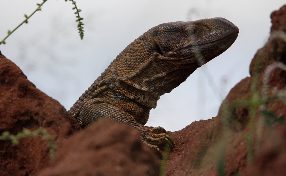 Weisskehlwaran im Lumo Conservancy