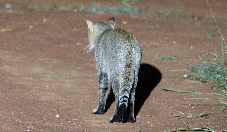 Night Game Drive, Wildkatze