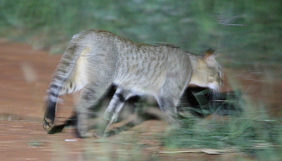 Night Game Drive, Wildkatze