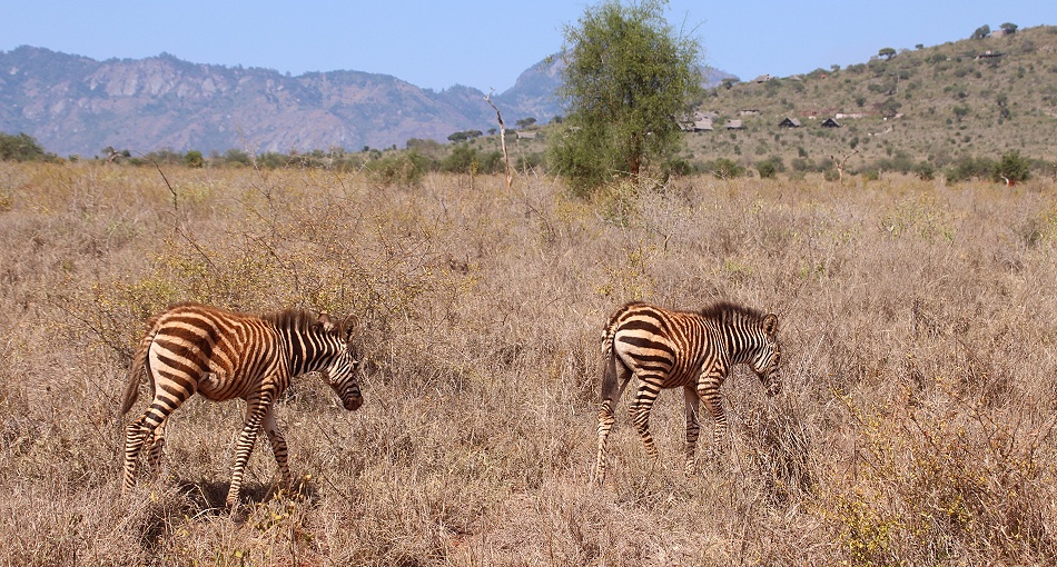 Steppen Zebras