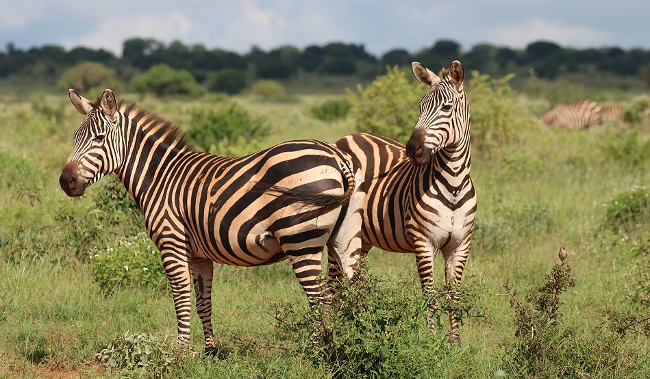 Steppenzebras