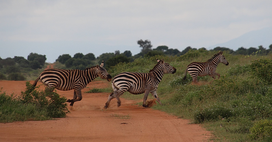 Steppenzebras