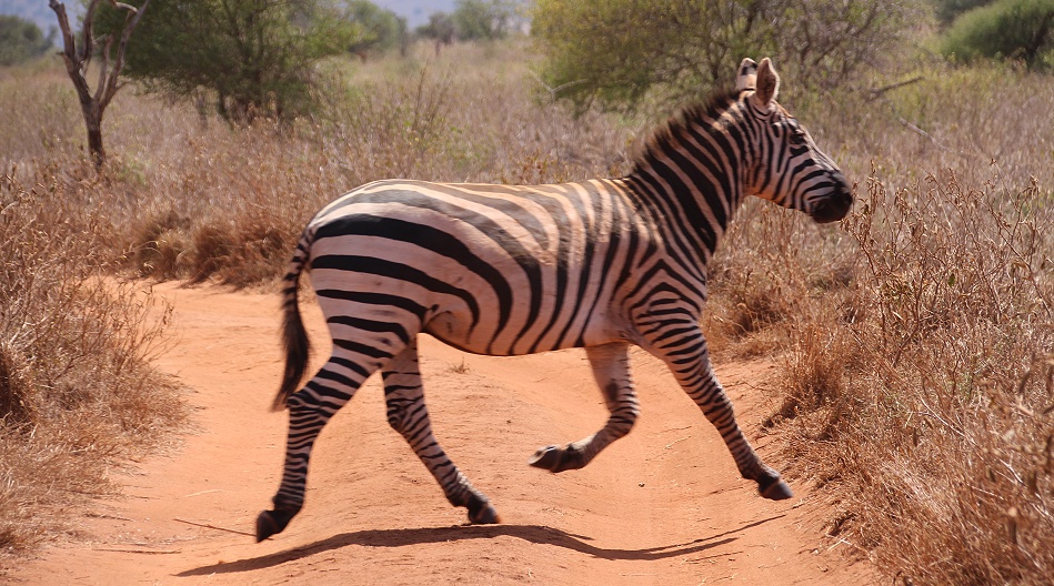 Steppen Zebras