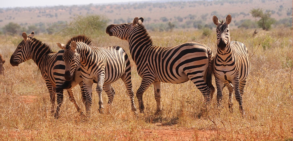 Steppen Zebras