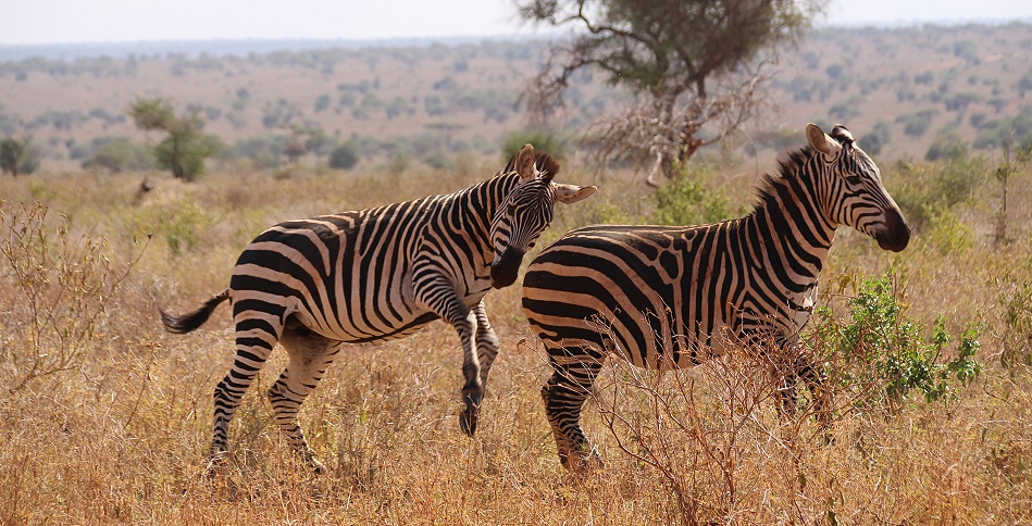 Steppen Zebras
