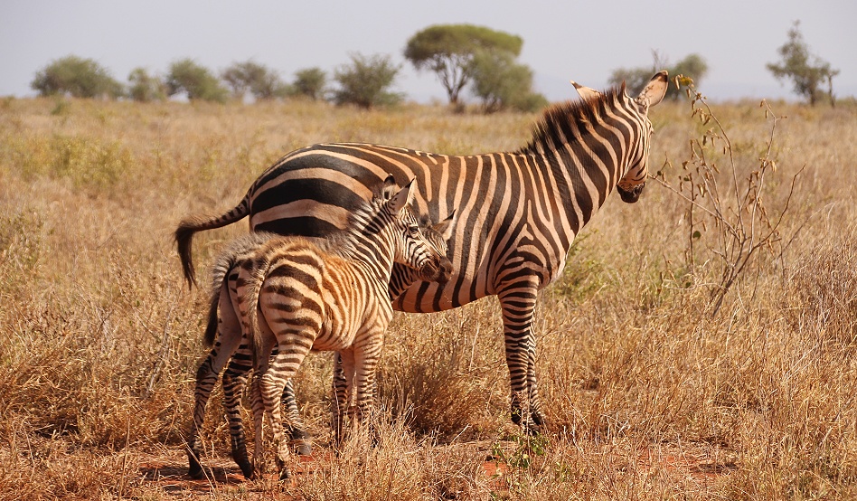 Steppen Zebras