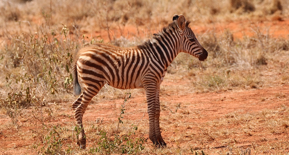 Steppen Zebras