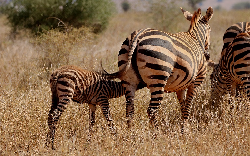 Steppen Zebras