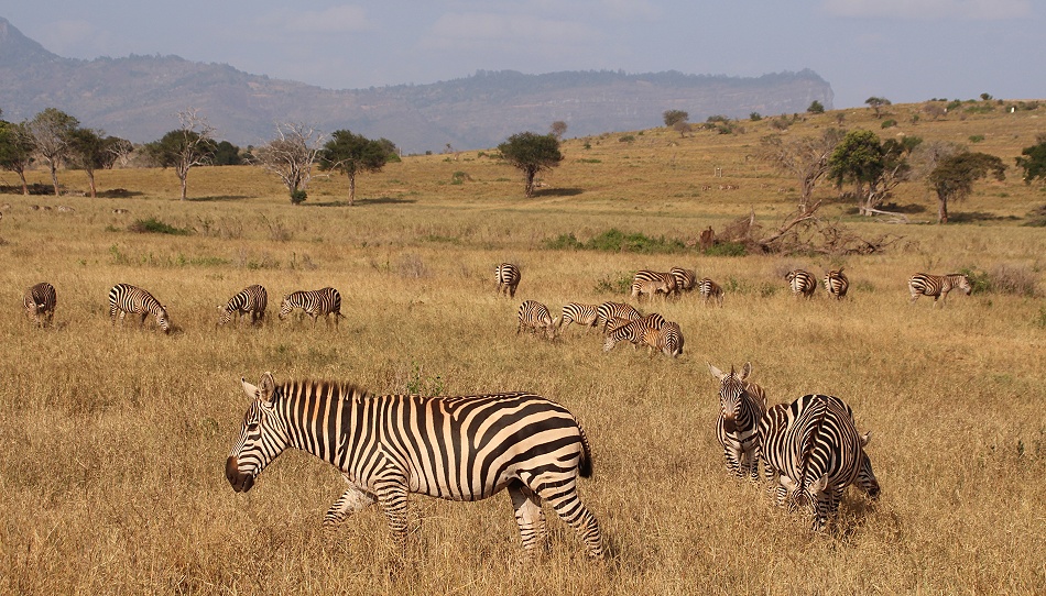 Steppenzebras