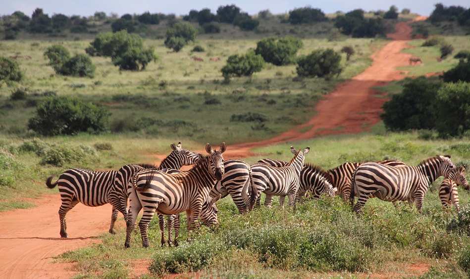 Steppenzebras