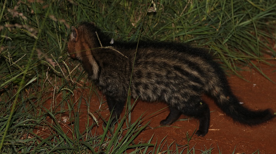 Night Game Drive, Zibetkatze - Lumo Conservancy