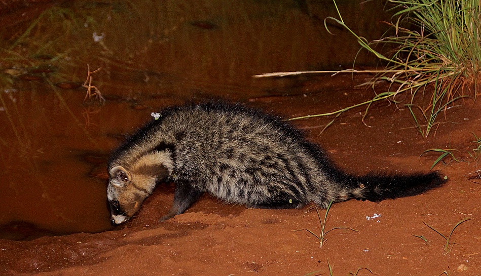 Night Game Drive, Zibetkatze - Lumo Conservancy