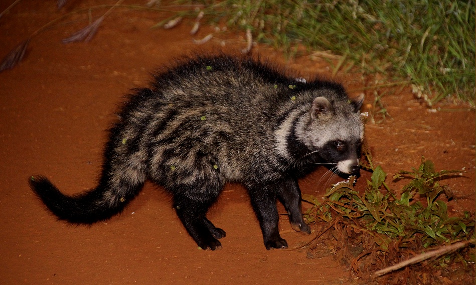 Night Game Drive, Zibetkatze - Lumo Conservancy