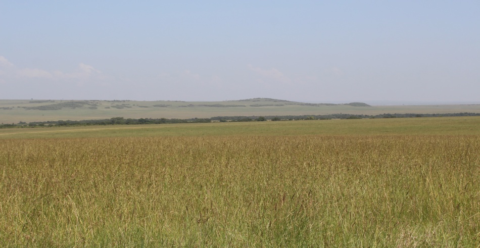 hohes Gras in der Masai Mara