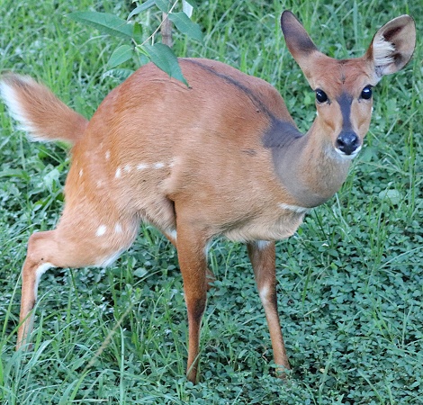 Bushbock im Aruba Mara Camp