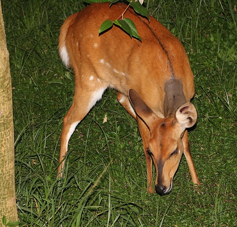 Bushbock im Aruba Mara Camp
