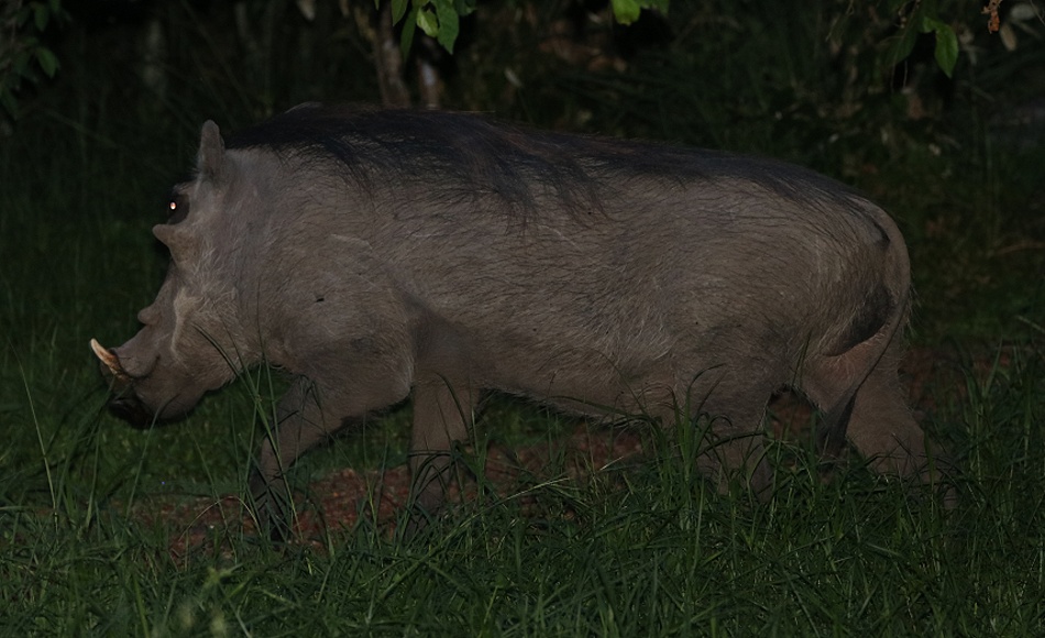 Warzenschwein im Aruba Mara Camp