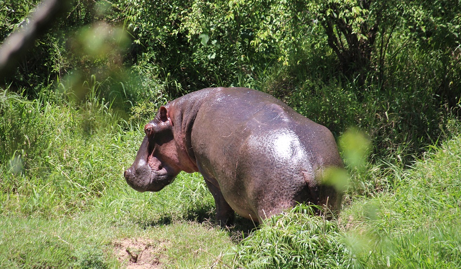 Soroi Mara Bush Camp - Ol Kiombo, Masai Mara